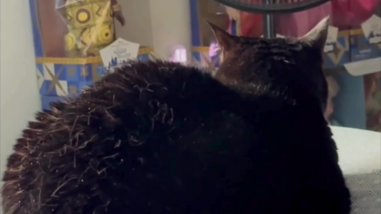 Cute Precious Piper is a Round Fuzzy Loaf on the Bed - Adopting a Cat from a Shelter Vlog #shorts