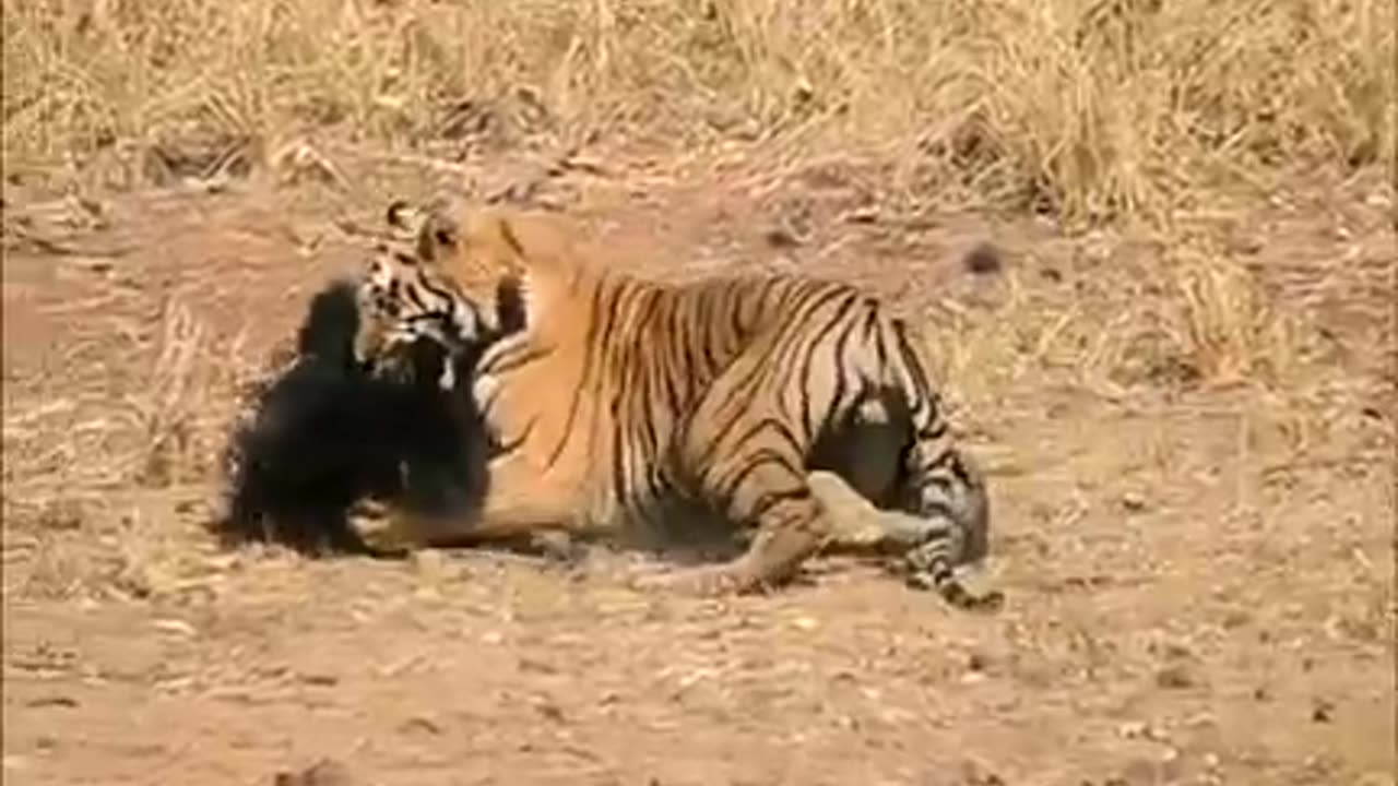 animals