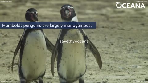 Humboldt Penguins Current Riders Oceana