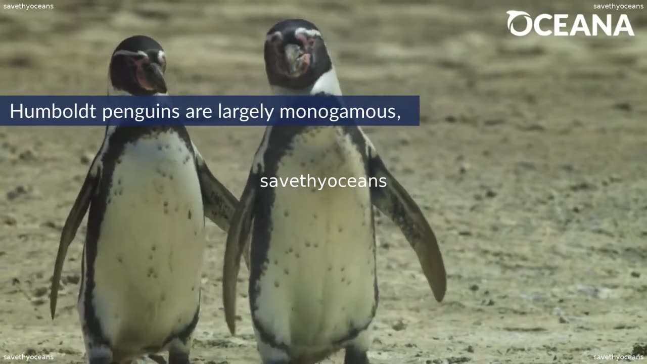 Humboldt Penguins Current Riders Oceana