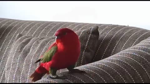 Funny Bird