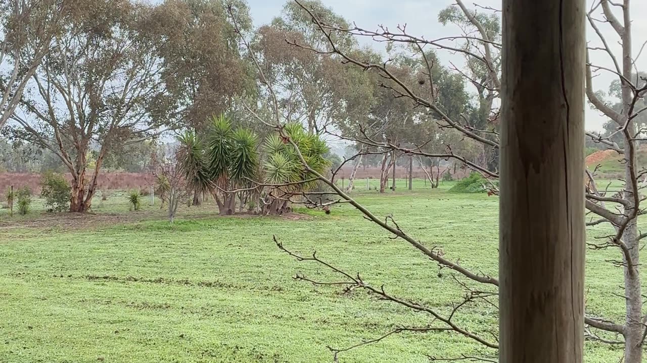The Morning Sounds of Jaya