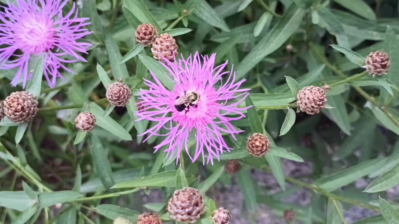 Bumblebee