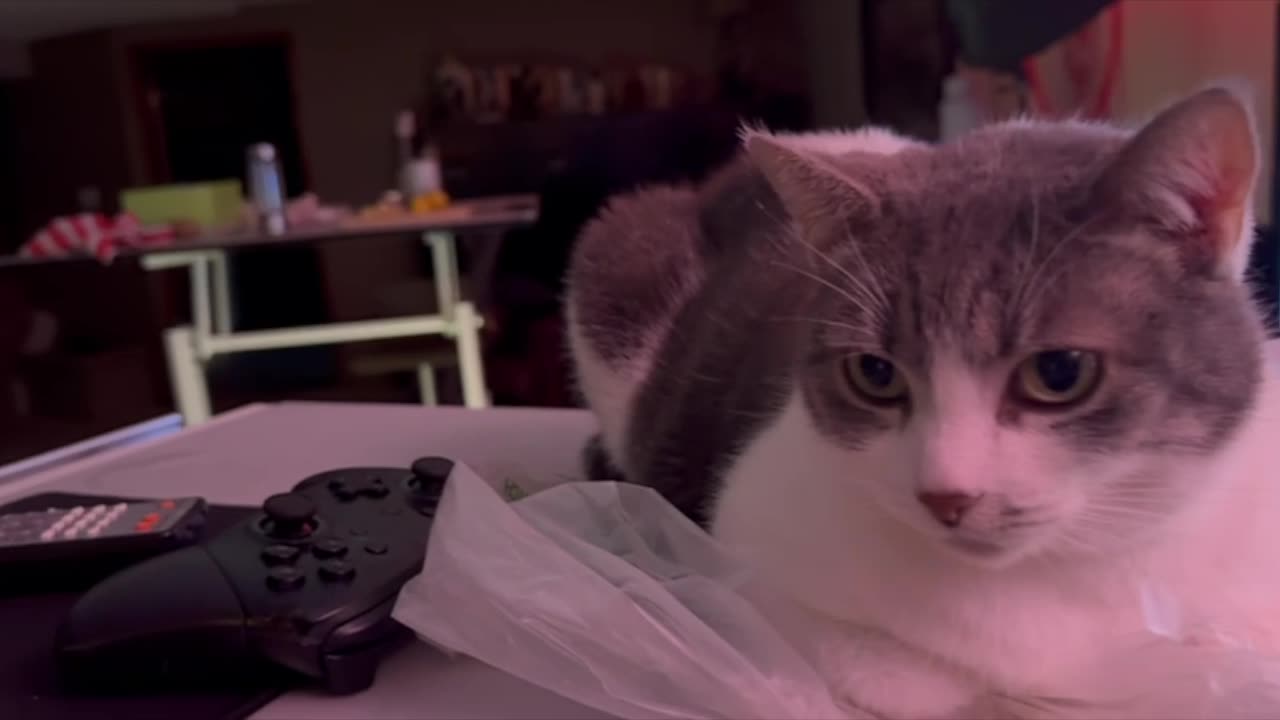 Kity On A Plastic Bag