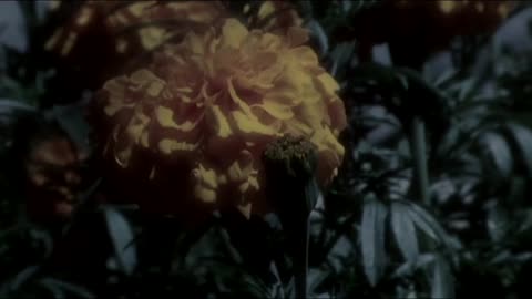 horror - thriller - The.Empty.Acre.2007 - film