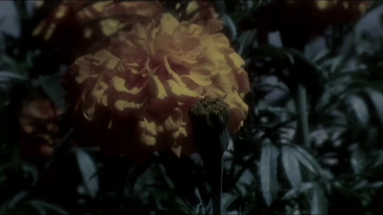 horror - thriller - The.Empty.Acre.2007 - film