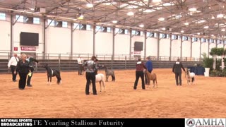 AMHA 2025 World Show 9/24