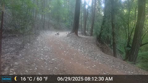 Turkey Family