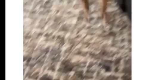 Funny Dogs and Cats video