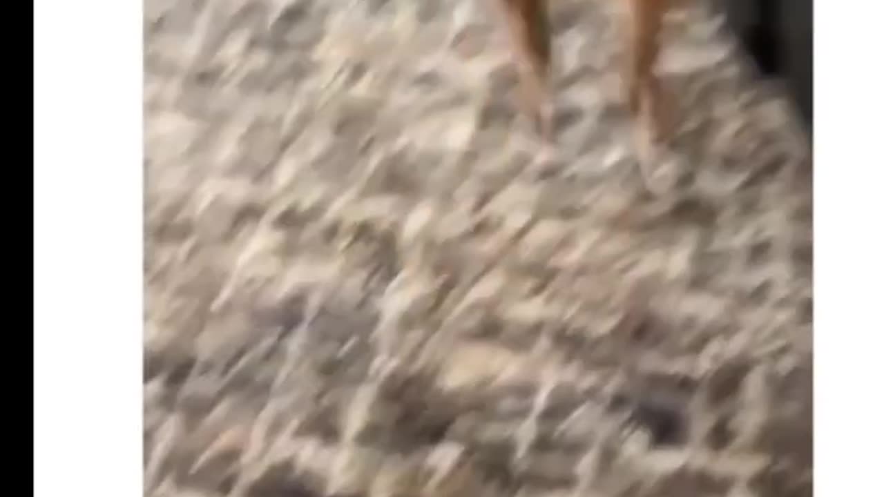 Funny Dogs and Cats video