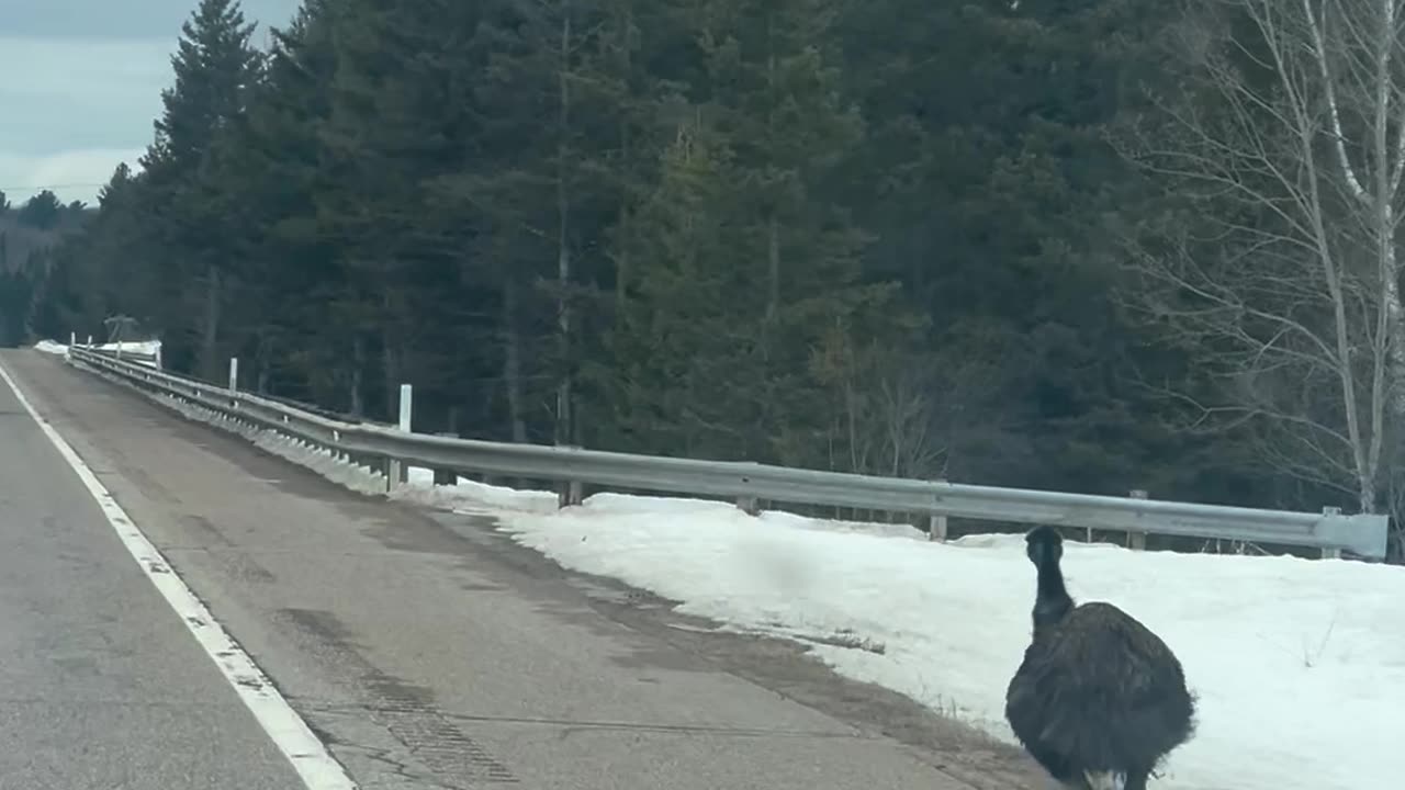 Emu Spotted Running Along Michigan Highway