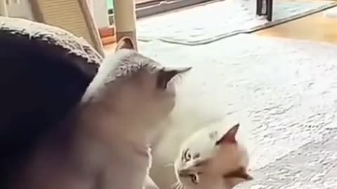 😂🐱 Scary Catpoeira? This Attempt Is Hilariously Cringe! | FunFM