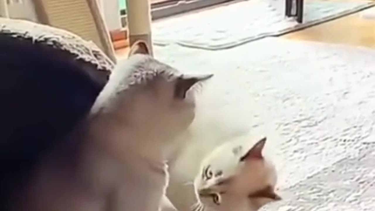 😂🐱 Scary Catpoeira? This Attempt Is Hilariously Cringe! | FunFM
