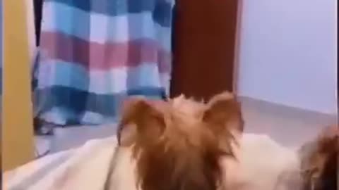 Funny Animal Videos