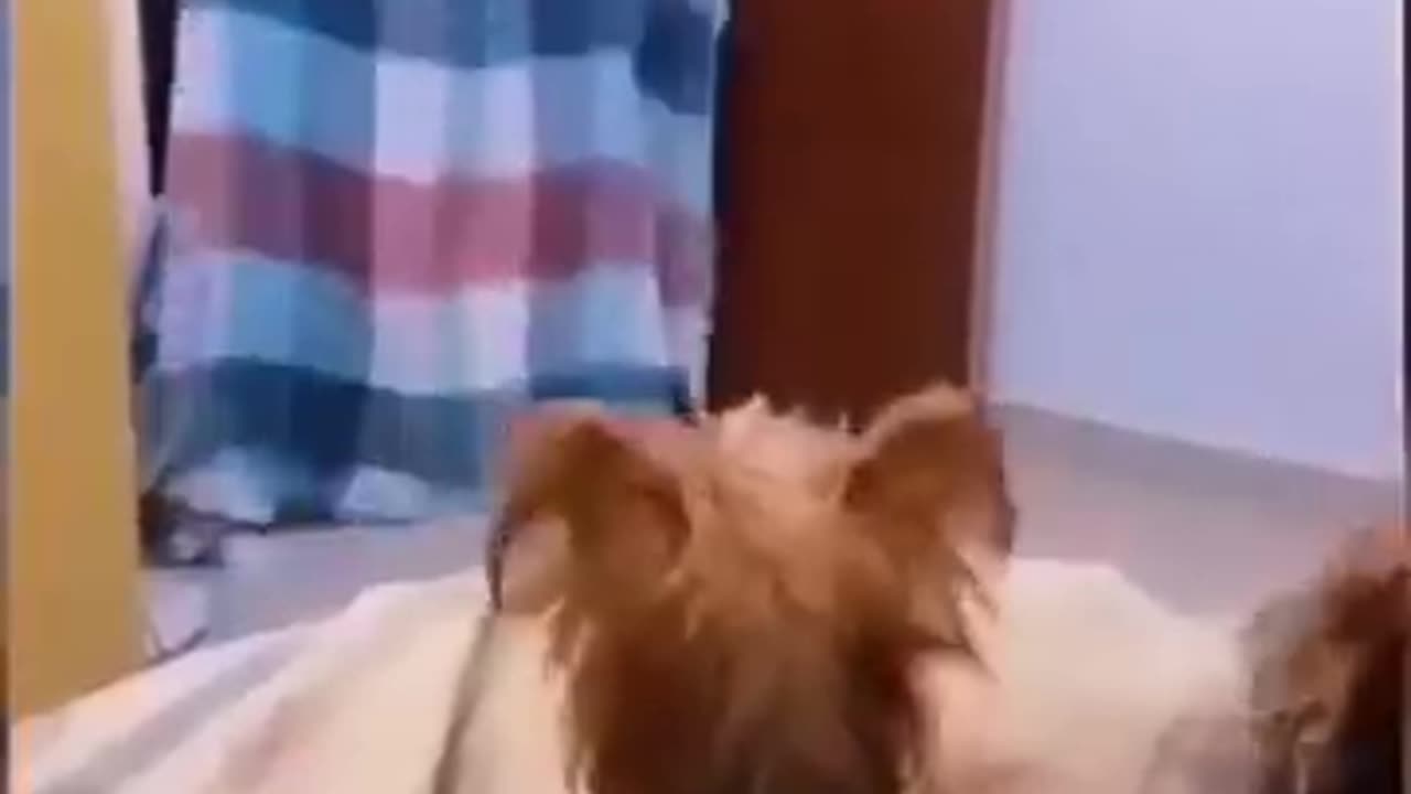 Funny Animal Videos