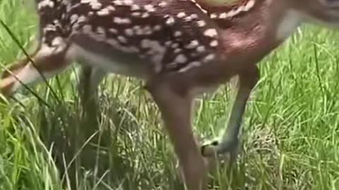 Fawns are born with the instinct to drop like this whenever they’re scared