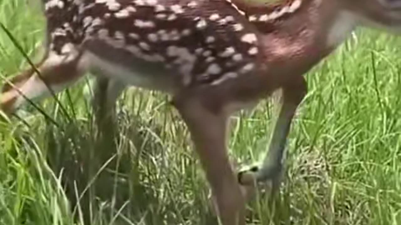 Fawns are born with the instinct to drop like this whenever they’re scared