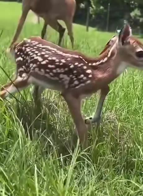 Fawns are born with the instinct to drop like this whenever they’re scared