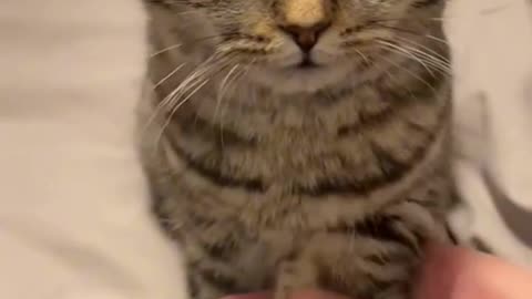 Cat's healing moments