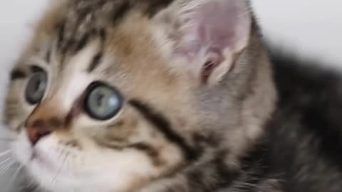 Just a Cat Being Perfect 💫🐱 100% Pure Cuteness!