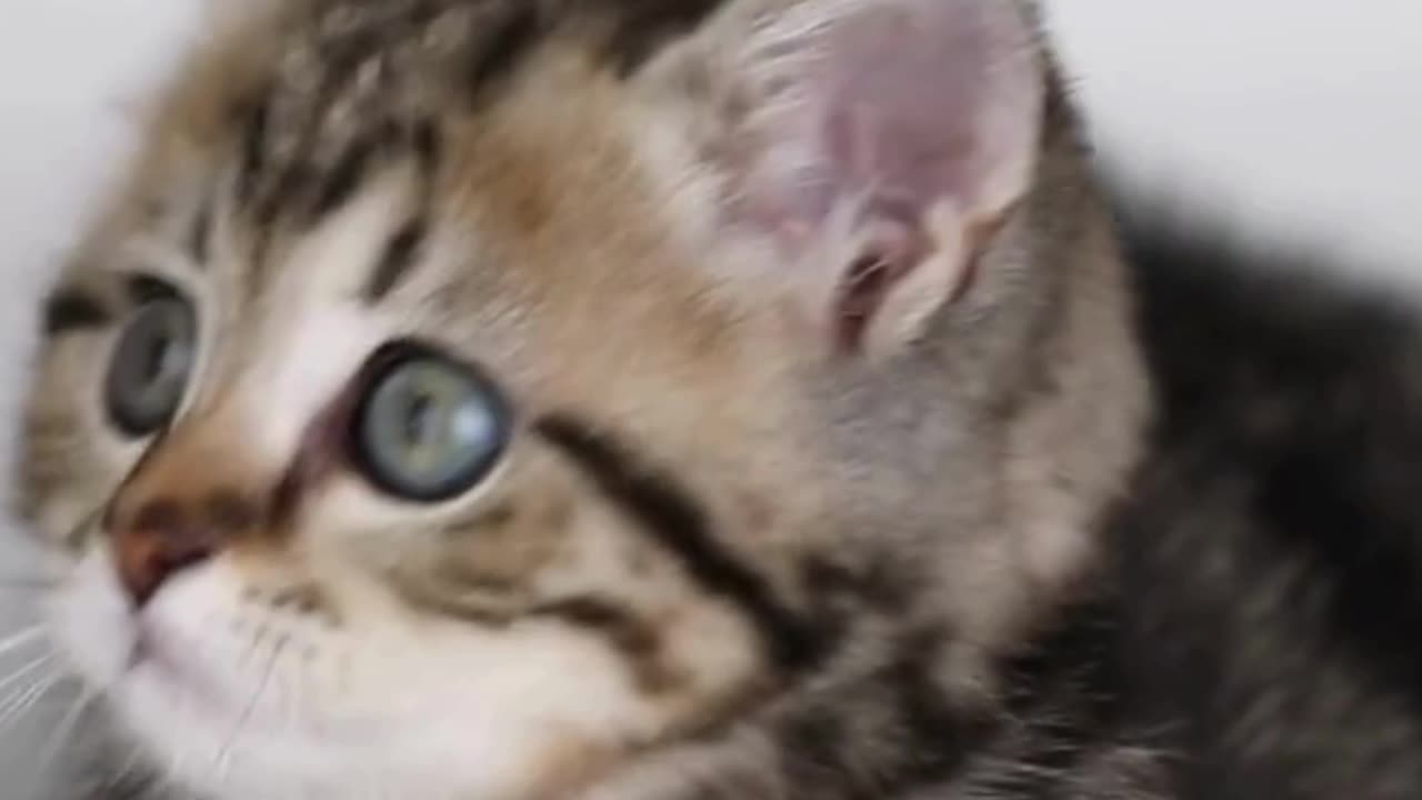Just a Cat Being Perfect 💫🐱 100% Pure Cuteness!