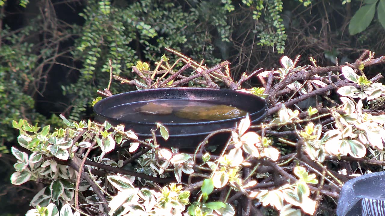 Sparrows in the Bird Bath
