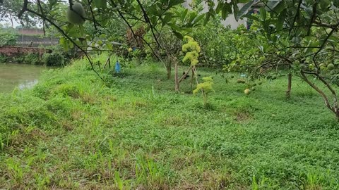 Grapefruit garden in my garden, with sunshine and wind_004_ Date 09.02