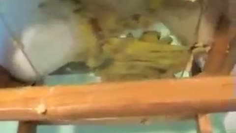 Bananas Under Glass and Butt