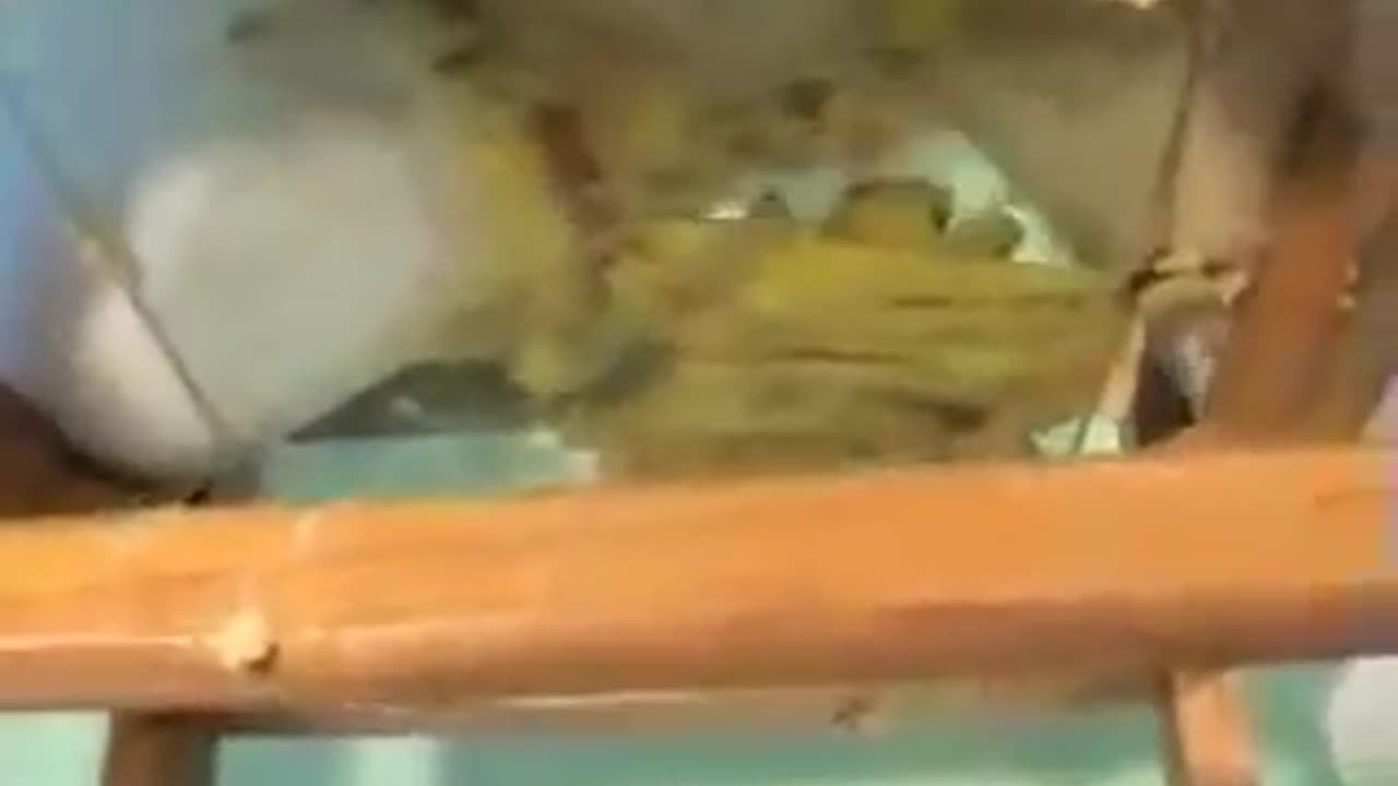 Bananas Under Glass and Butt