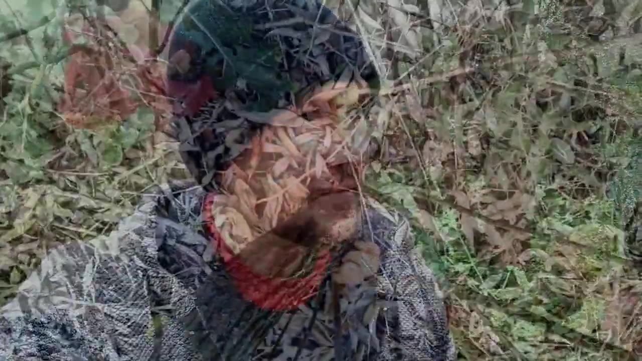 ОТец нашел зимние опята и вешенку