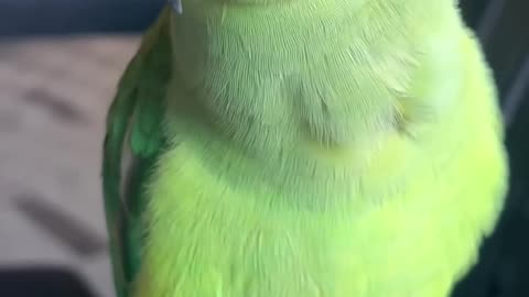 Parrot 🦜 Natural Voice