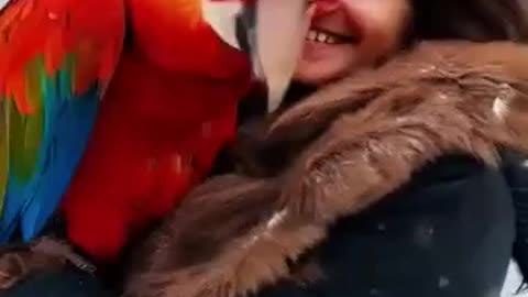 The BIG Norwegian Parrot That Talks Back — You Won’t Believe This Bird!