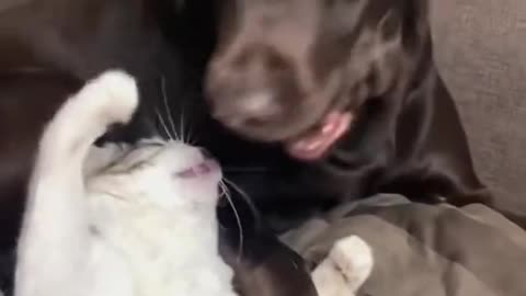 dogs games comedy