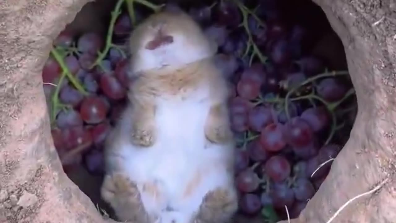🐇🍀😍