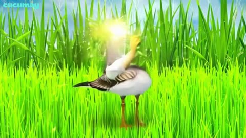 Ducks in the Rice Field Become Traditional Dancers