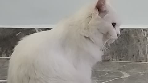 Cat animal funny