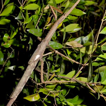 New stick insect species discovered