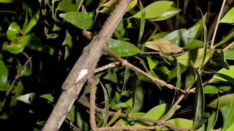 New stick insect species discovered