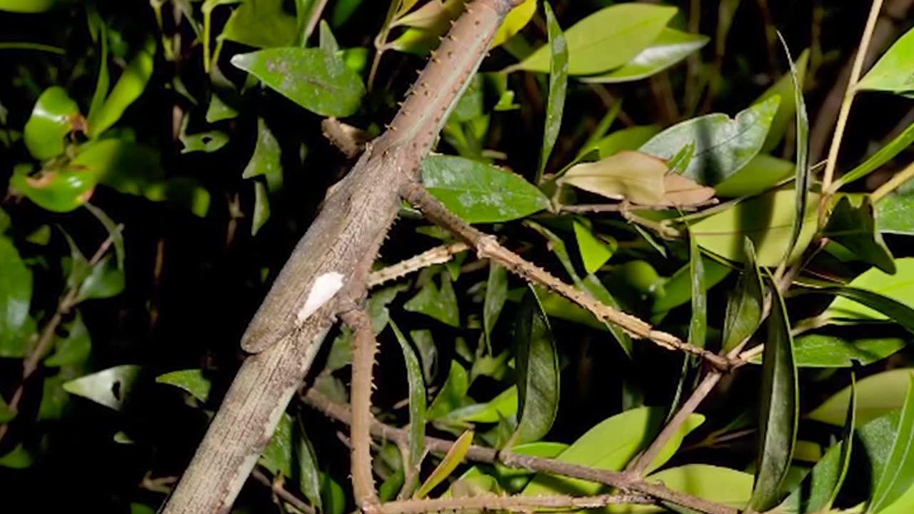 New stick insect species discovered