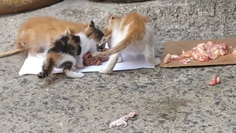 Kittens Sharing a Street Meal"