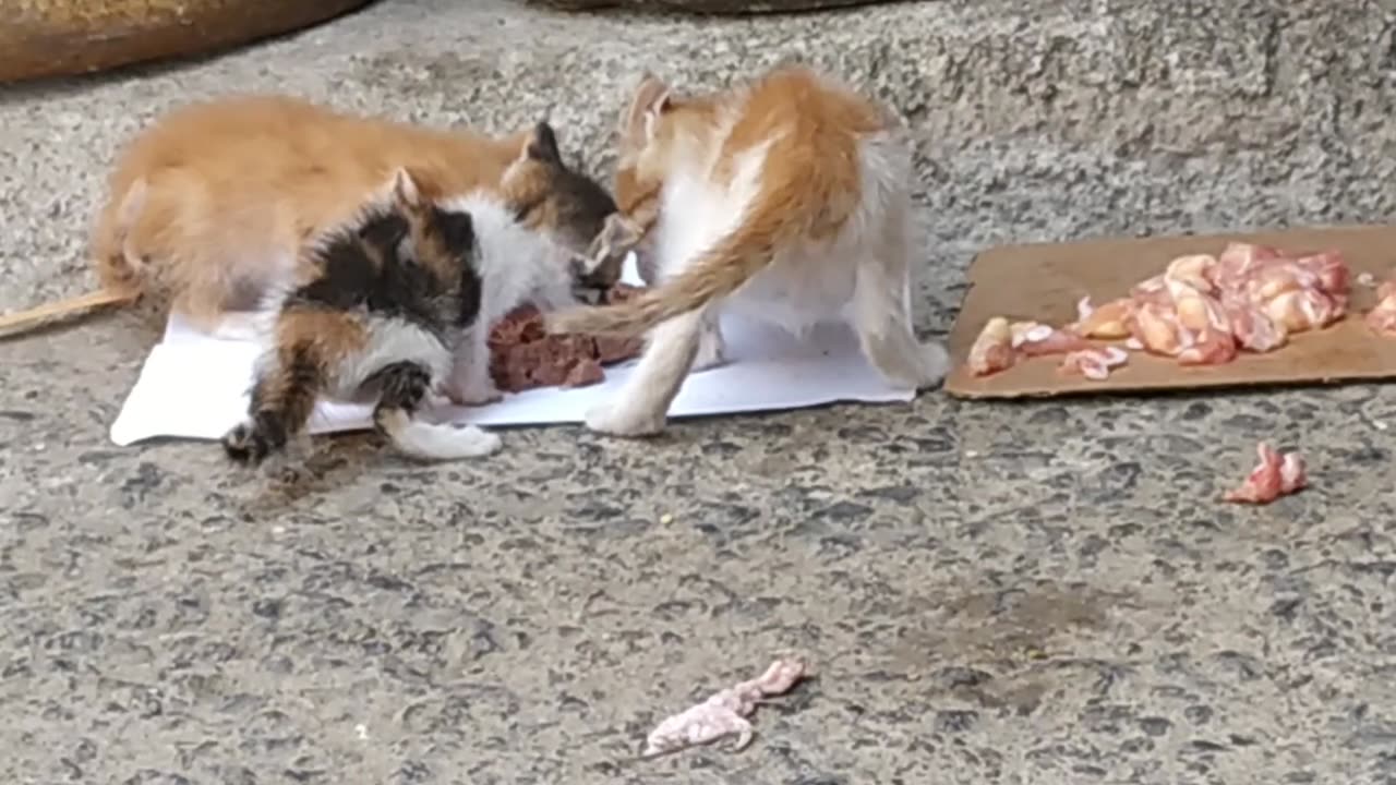 Kittens Sharing a Street Meal"
