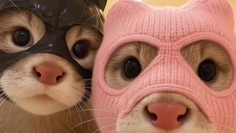 two cat thugs