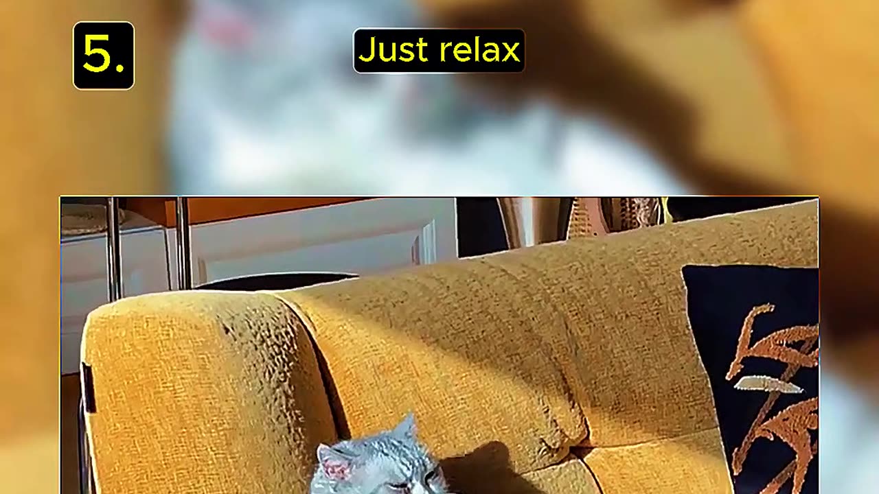 Top 5 Cat Is Relaxing