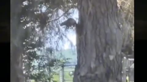 ⚡👁️ The Skinwalker Stalks at Night | TheHauntingHour