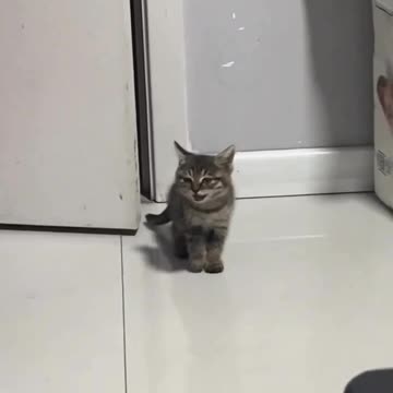 Kitten thinks it’s a dog now