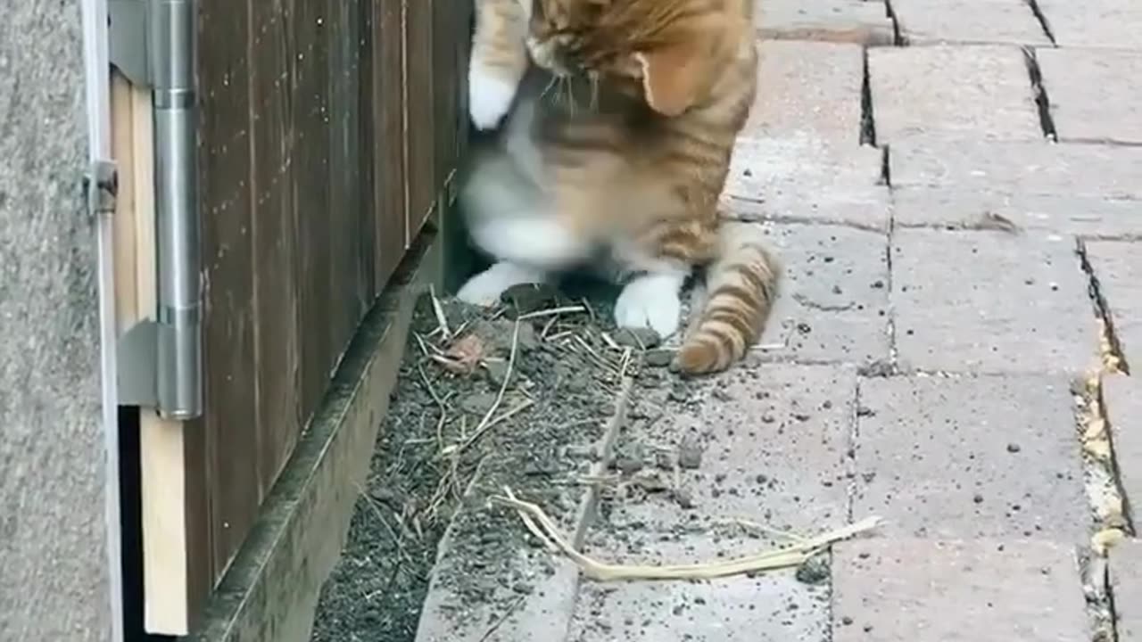 Love cat