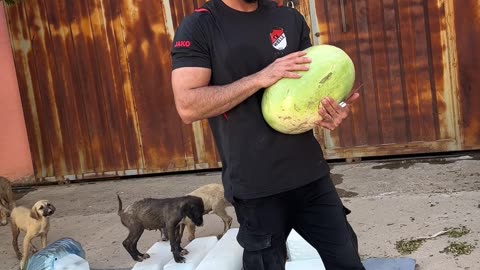 Man Caring for Stray Dogs in Iraq
