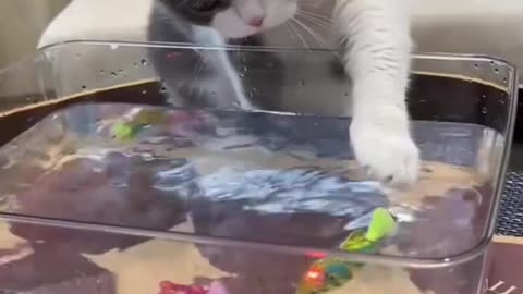 Fun cat games