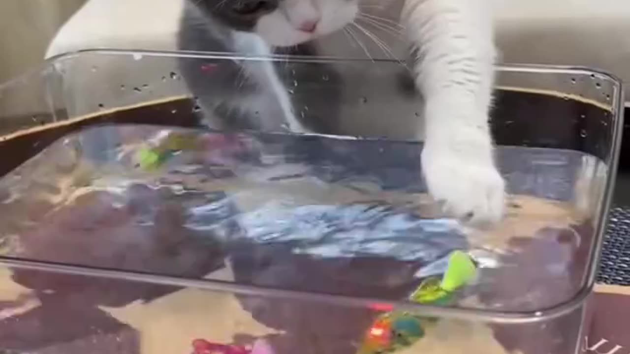 Fun cat games