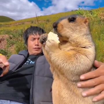 Feed the fur before you pet it